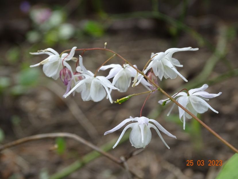 epimedium Yenomoto - Primavara 2023