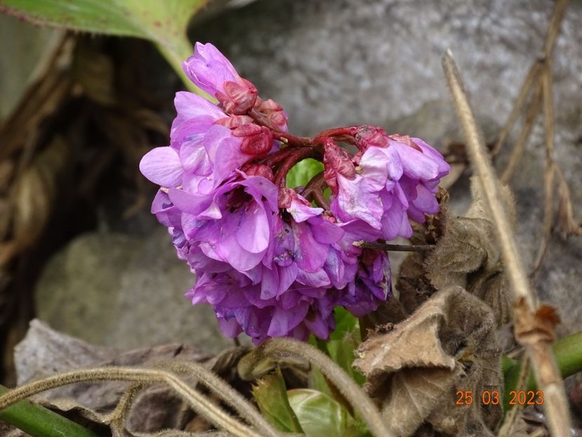 bergenia cordifolia - Primavara 2023