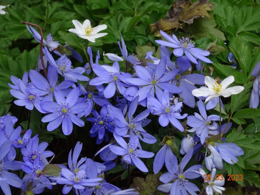 hepatica transsilvanica - Primavara 2023