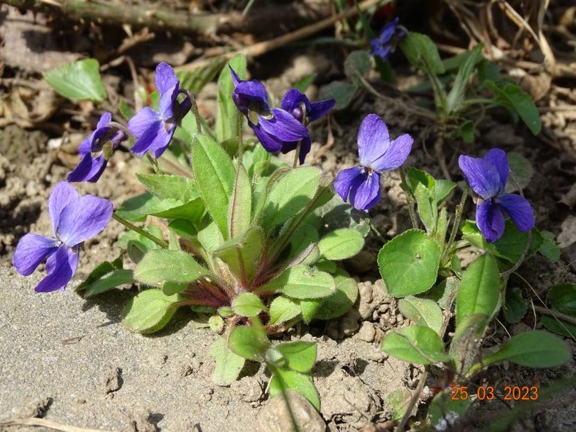 viola odorata - Primavara 2023