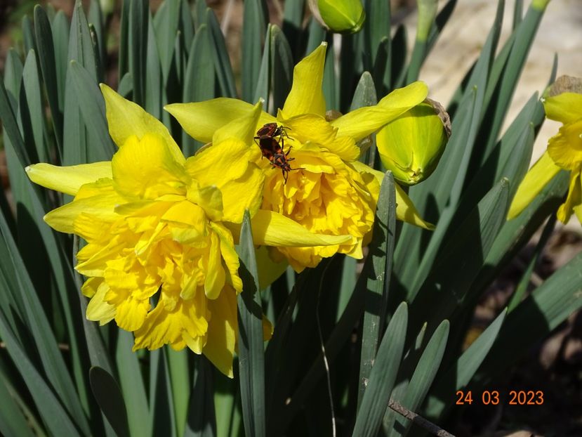 Van Sion - z-Dobarland 2023