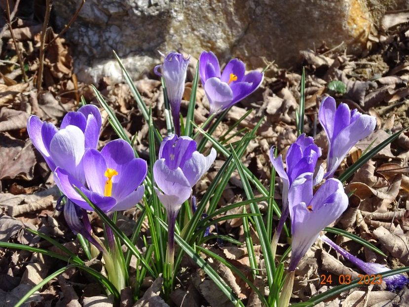 Whale Shark - z-Dobarland 2023