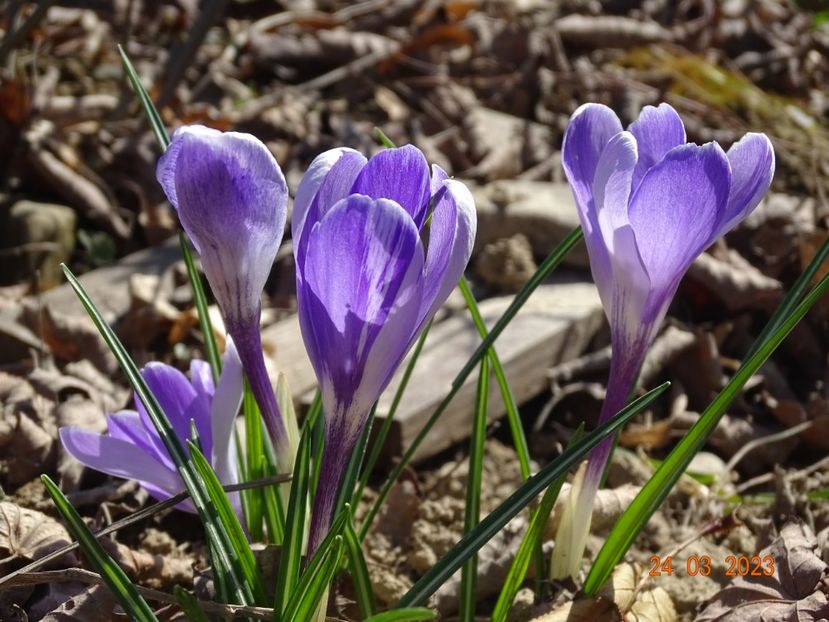 Whale Shark - z-Dobarland 2023