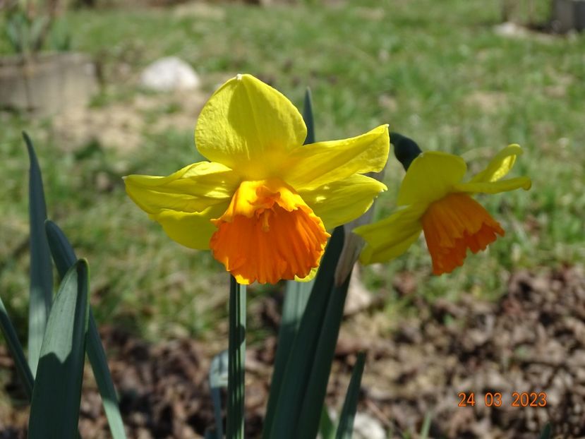 Red Devon - z-Dobarland 2023