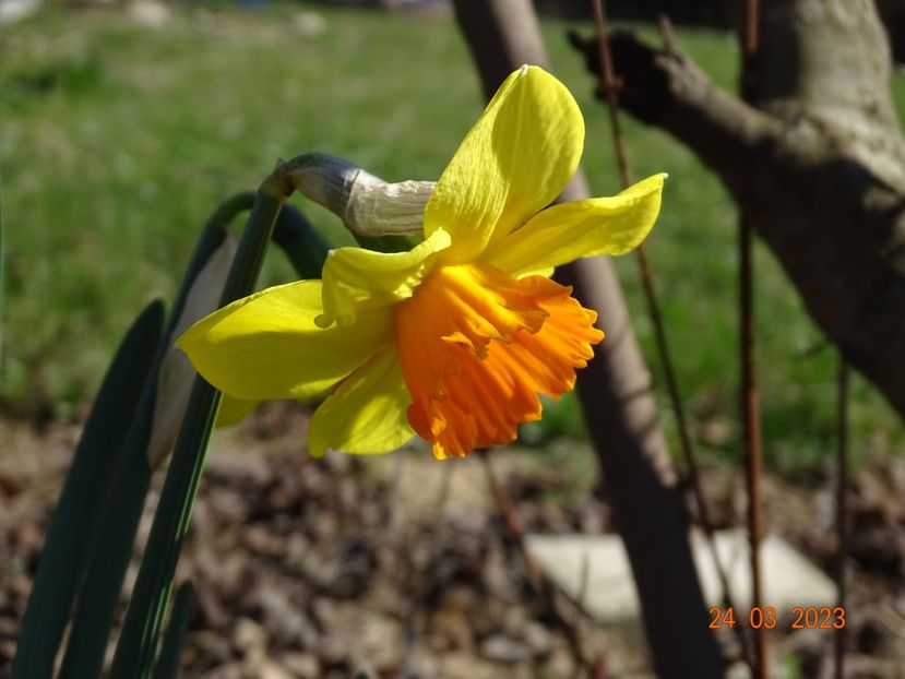 Red Devon - z-Dobarland 2023