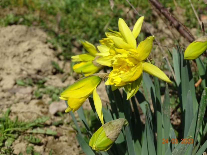 Van Sion - z-Dobarland 2023