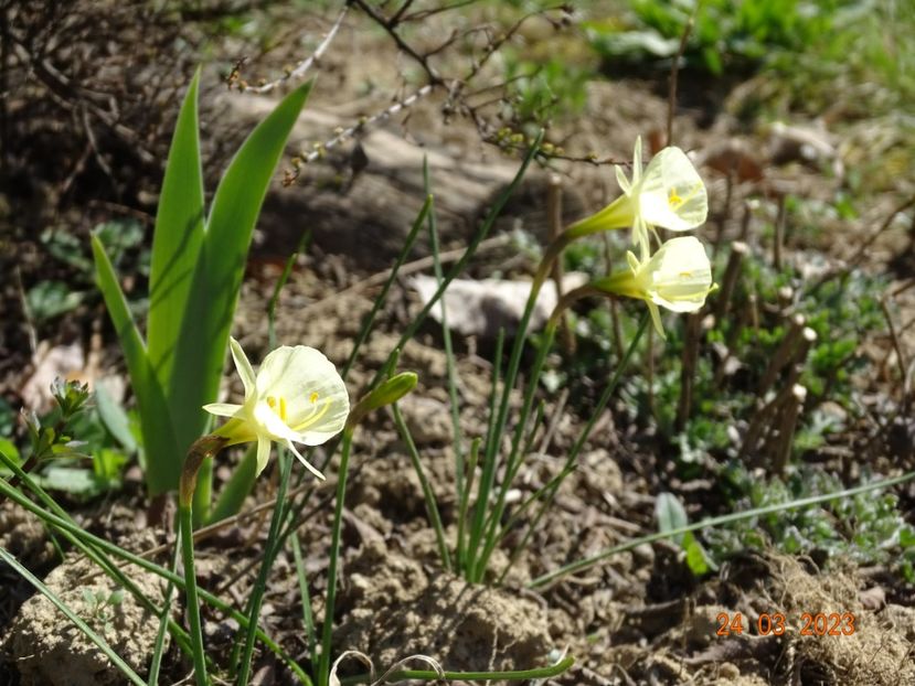 Arctic Bells - z-Dobarland 2023