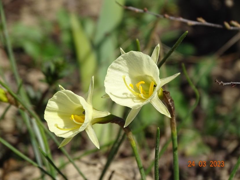 Arctic Bells - z-Dobarland 2023