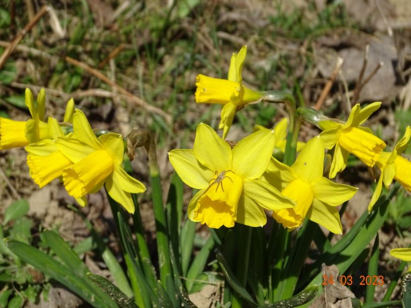 Tete a tete - z-Dobarland 2023