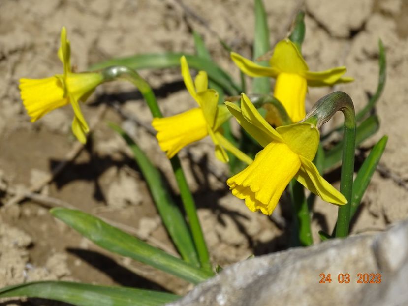 Tete a tete - z-Dobarland 2023