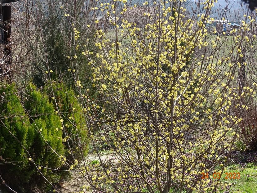 cornus mas - z-Dobarland 2023