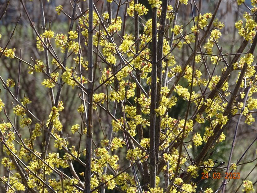 cornus mas - z-Dobarland 2023