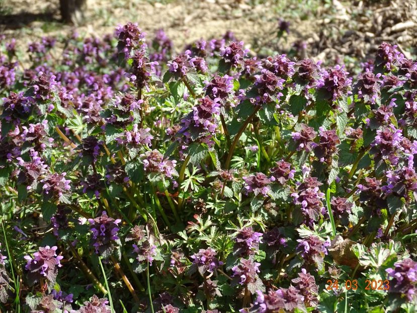 lamium purpureum - z-Dobarland 2023