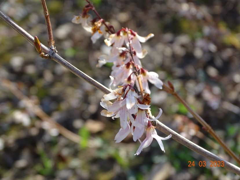abeliophyllum distichum Roseum - z-Dobarland 2023