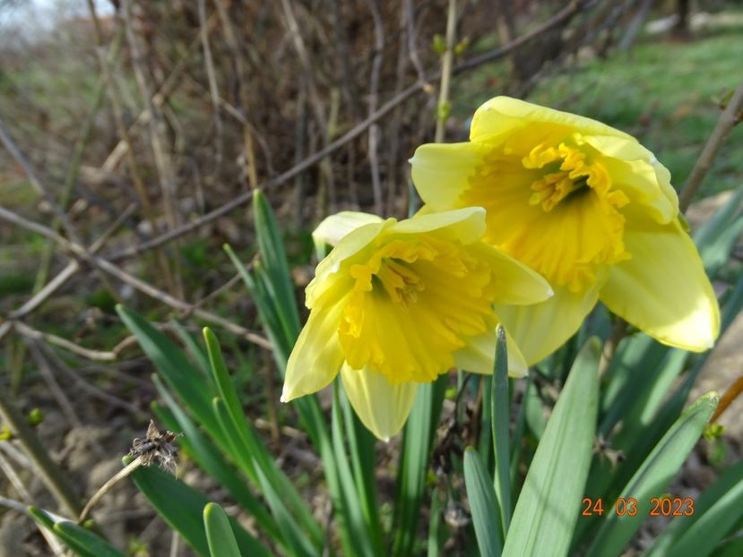 Cornish King - z-Dobarland 2023