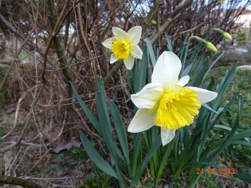 Ice Follies - z-Dobarland 2023