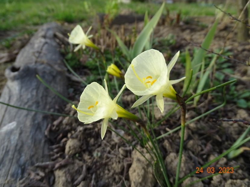 Arctic Bells - z-Dobarland 2023