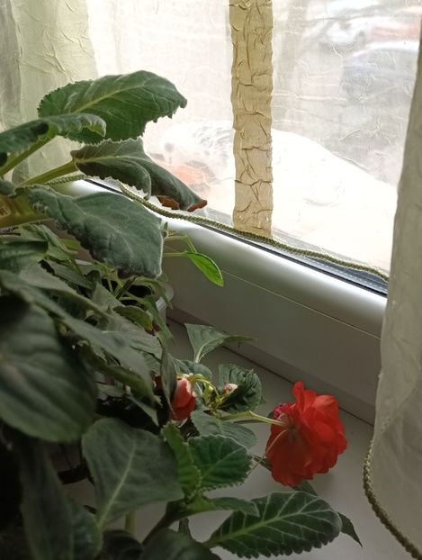 Flori si porumbelul care vine des in vizita - La fereastră