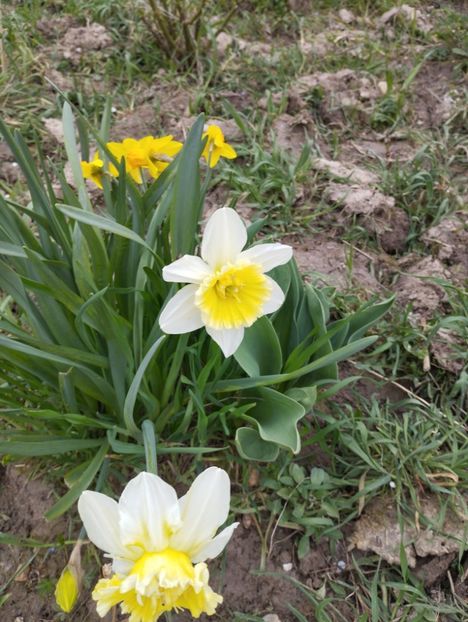  - Gradina 2023