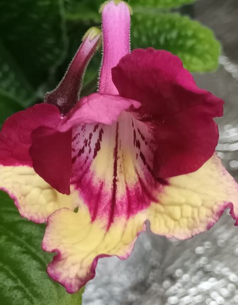  - STREPTOCARPUS