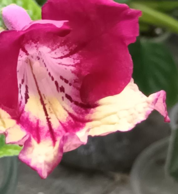  - STREPTOCARPUS