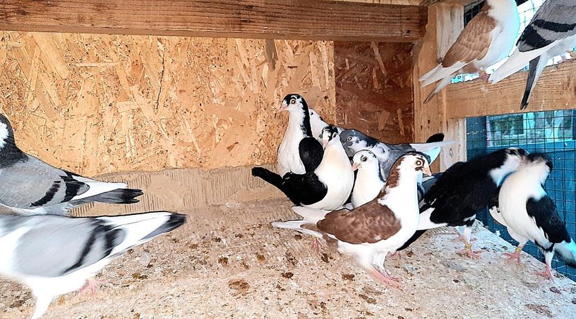  - 0000001 prin voliere