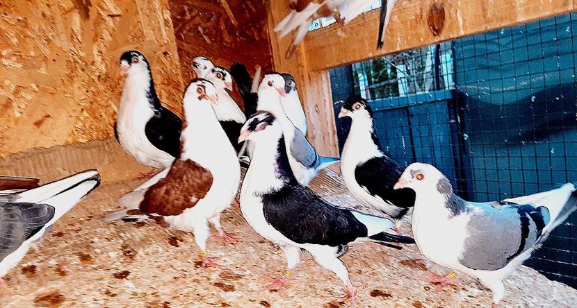  - 0000001 prin voliere