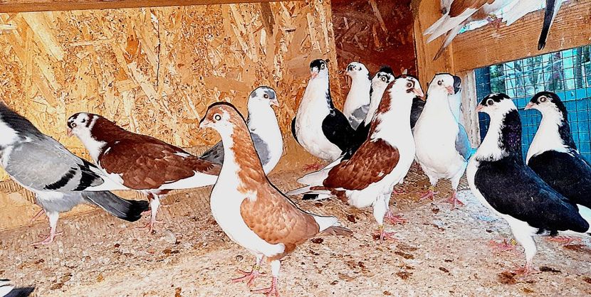  - 0000001 prin voliere