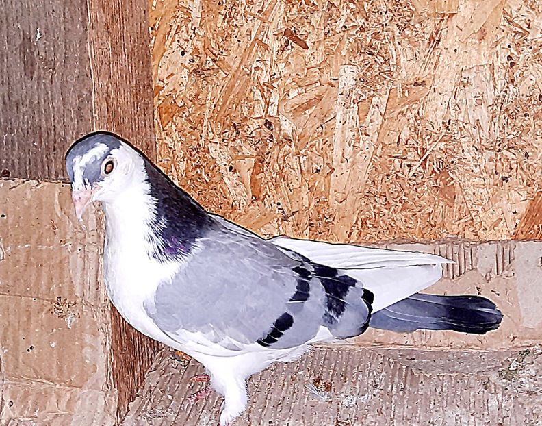  - 0000001 prin voliere