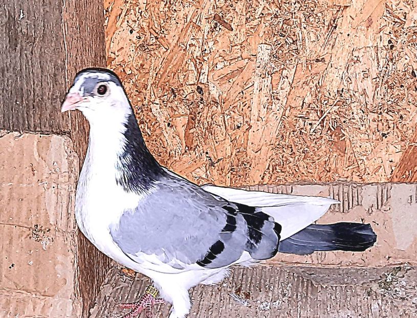  - 0000001 prin voliere