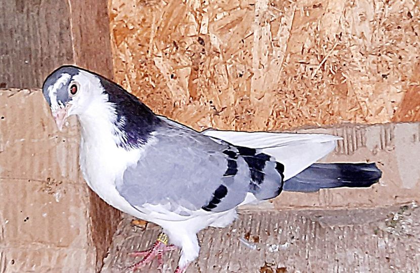  - 0000001 prin voliere