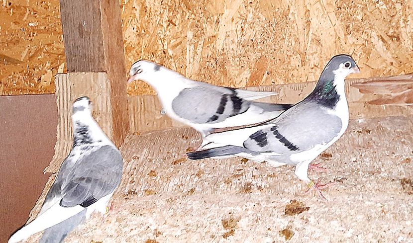  - 0000001 prin voliere