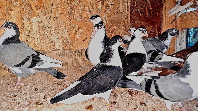  - 0000001 prin voliere