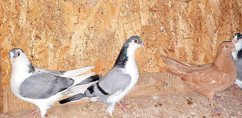  - 0000001 prin voliere