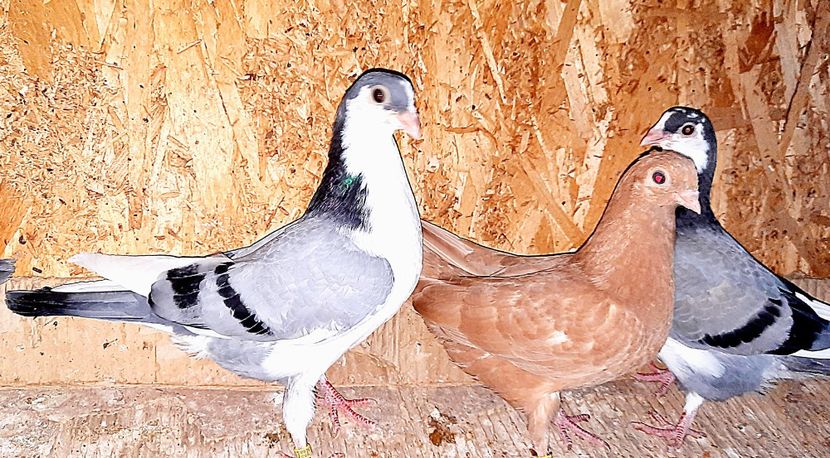  - 0000001 prin voliere