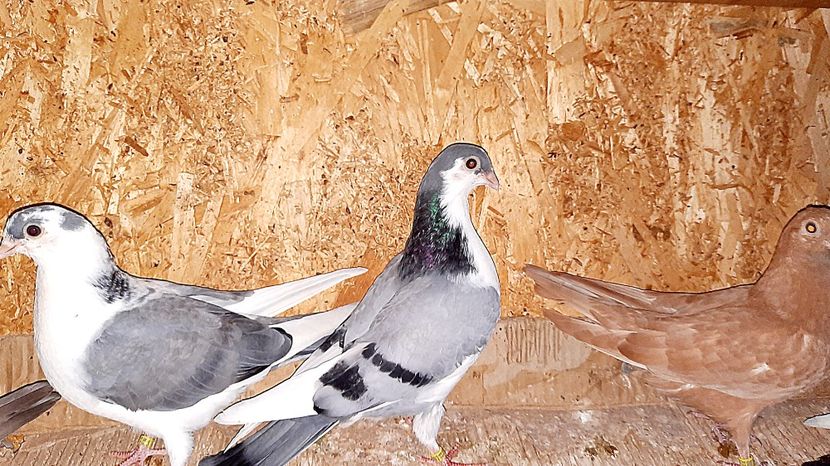  - 0000001 prin voliere