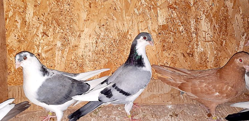  - 0000001 prin voliere