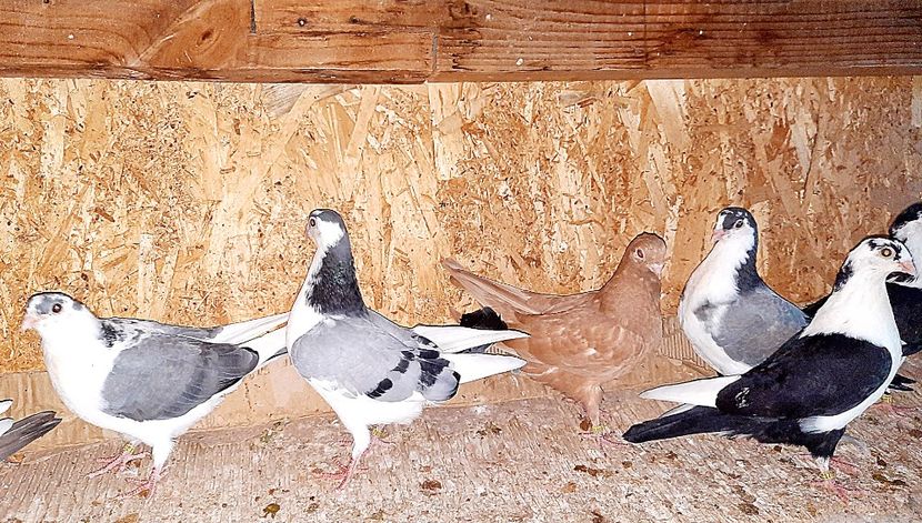  - 0000001 prin voliere