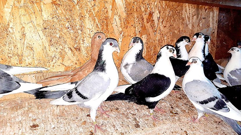  - 0000001 prin voliere