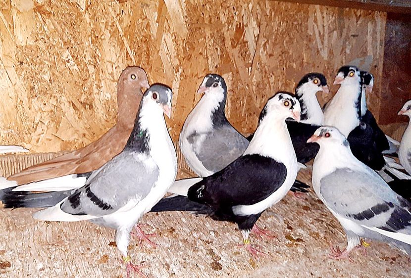  - 0000001 prin voliere