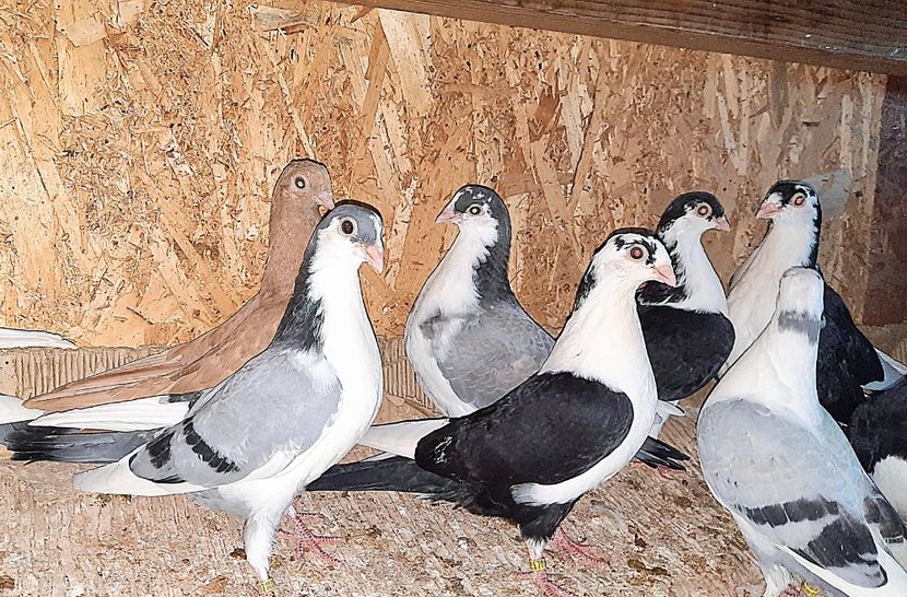  - 0000001 prin voliere