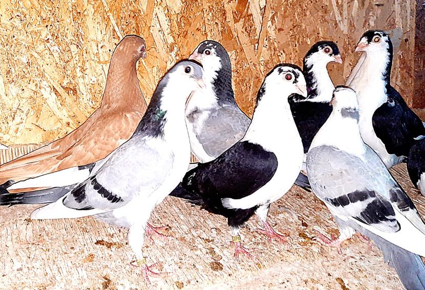  - 0000001 prin voliere