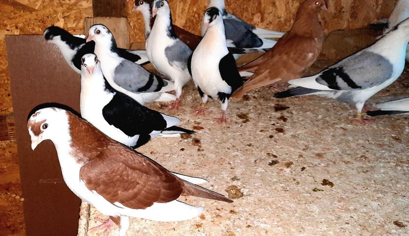  - 0000001 prin voliere