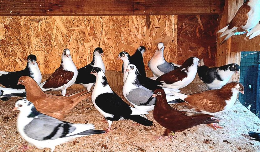  - 0000001 prin voliere