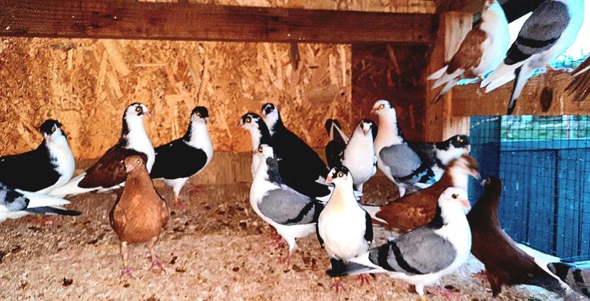  - 0000001 prin voliere