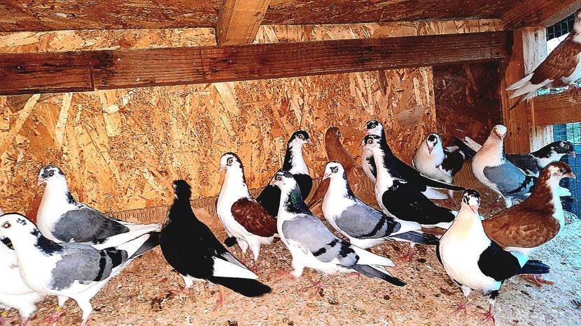  - 0000001 prin voliere