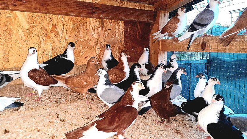  - 0000001 prin voliere