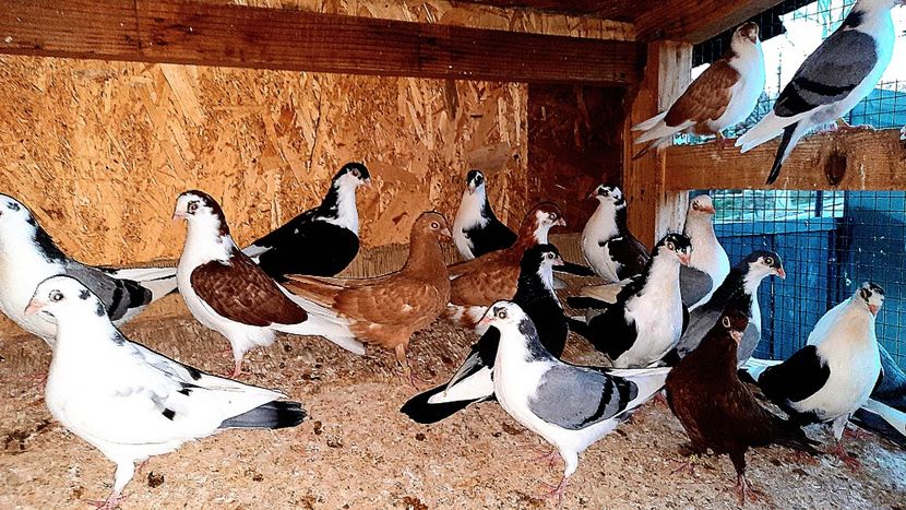  - 0000001 prin voliere