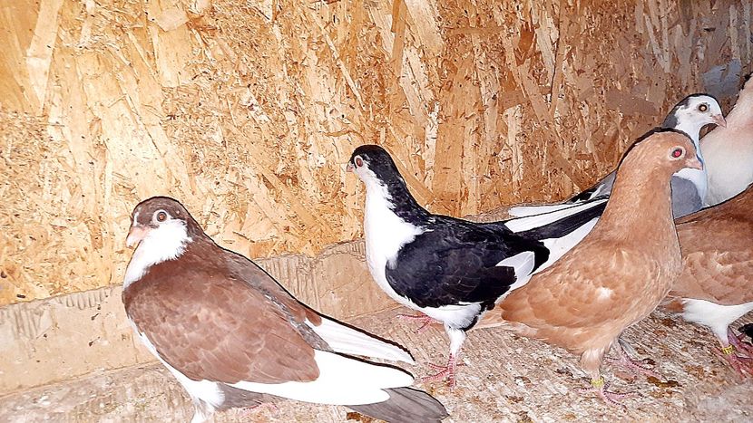  - 0000001 prin voliere