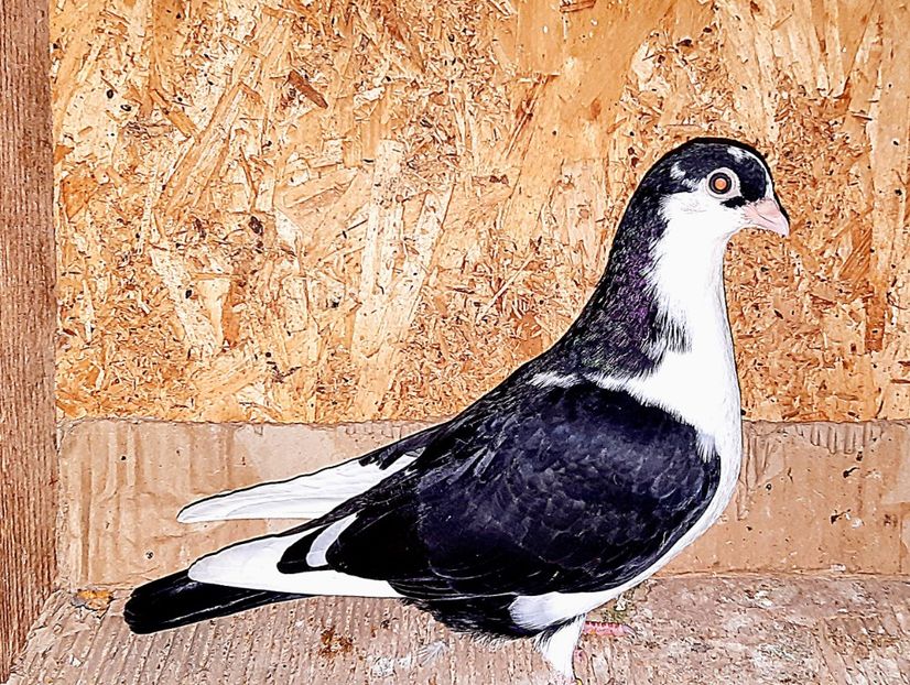  - 0000001 prin voliere